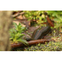 Hirudo medicinalis 06makro.jpg (Artengalerie)