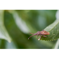 Rotbrauner Stachler.jpg (Artengalerie)