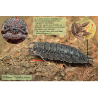 Kellerassel-Porcellio scaber.jpg (Artengalerie)