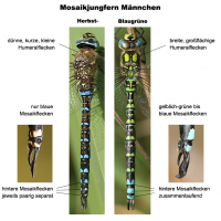 Aeshna cyanea_mixta_Unterschiede_a.jpg (Artengalerie)