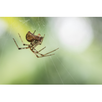 Parasteatoda tepidariorum Gewächshaus-Mondspinne; Theridiidae Spinne (1).jpg (Artengalerie)