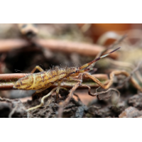 Orchesella flavescens cf Orchesellinae Colembola 02 .jpg (Artengalerie)