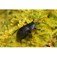 Schwarzer Aaskäfer Phosphuga atrata Silphidae Schönbrunn 1872 05.jpg (Artengalerie)