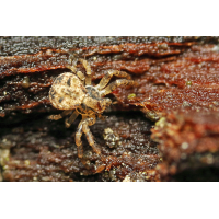 6 Ozyptilia-praticola cf-Wald-Zwergkrabbenspinne -cf-web.jpg (Artengalerie)