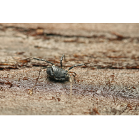 10 Nemastoma spec Weberknecht Fadenkanker cf Schönbrunn 3848web.jpg (Artengalerie)