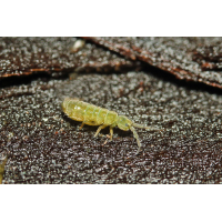 12 Isotoma viridis Collembole Springschwanz Urinsekt + Schönbrunn 3815 w.jpg (Artengalerie)