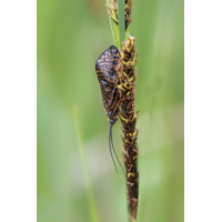 Philopotamus montanus cf Philopotamidae Köcherfliege Laufen Mai 10x  8488 4.jpg (Artengalerie)