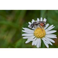 Andrena labiata.jpg (Artengalerie)