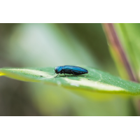 Agrilus cyanescens Heckenkirschen-Prachtkäfer; Buprestidae Insekt (1)-1-2.jpg (Artengalerie)