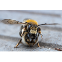 Wildbienen-Paarung_2021-06-03- Makroforum.jpg (Artengalerie)