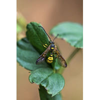 Sphinctus serotinus-3.jpg (Artengalerie)