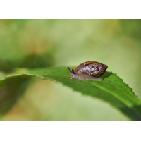 Bernsteinschnecke 1.jpg (Artengalerie)