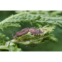 Enoplops scapha  Paarung.jpg (Artengalerie)