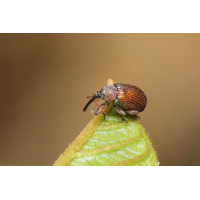 6 Anthonomus-phyllocola-Rüsselkäfer.jpg (Artengalerie)