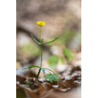 Ranunculus auricomus (1) Makro.jpg (Artengalerie)