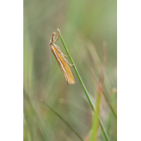 Agriphila tristella Gestreifter Graszünsler; Crambidae Insekt Original (1) Makro.jpg (Artengalerie)