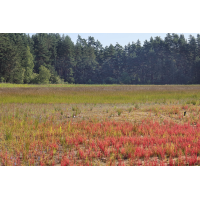 1 Steppensee.jpg (Artengalerie)