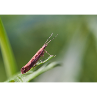 Ypsolopha sp..jpg (Artengalerie)