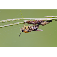 Stratiomys longicornis-zogg82416_11---Kopie.jpg (Artengalerie)