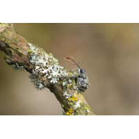 Curculio-villosus-00 web.jpg (Artengalerie)