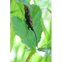 IMG_1919_14prs_phryganea_grandis_oder_bipunctata.JPG (Artengalerie)