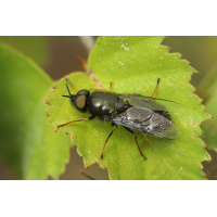 18 Waffenfliege  Odontomyia tigrina cf male.jpg (Artengalerie)