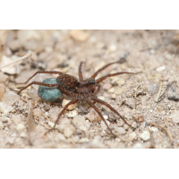 12 Pardosa cf nigriceps Schwarzkopf Laufwolf RL 3 .jpg (Artengalerie)