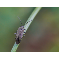 Heterocordylus tibialis.jpg (Artengalerie)