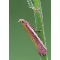 20110604-Zünsler-Oncocera semirubella.jpg (Artengalerie)