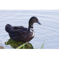 8W5A2338_DxO_DxO.jpg (Steffen123)