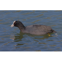 DN4A6729_DxO_DxOklein_DxO.jpg (Steffen123)