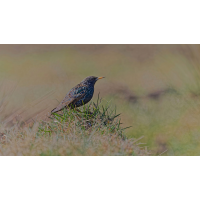 DN4A4188_DxO_DxOklein_DxO.jpg (Steffen123)