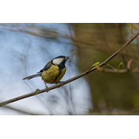 DN4A2943_DxOklein_DxO.jpg (Steffen123)