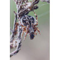 DN4A4882klein_DxO.jpg (Steffen123)