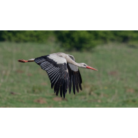 DN4A5690_DxOklein_DxO.jpg (Steffen123)