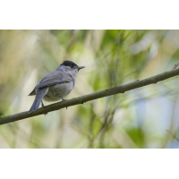 DN4A6524klein_DxO.jpg (Steffen123)