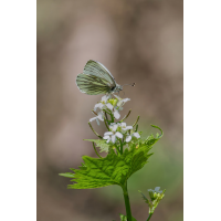 DN4A7908_DxO-neuklein.jpg (Steffen123)