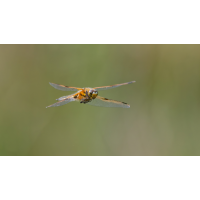 DN4A4397_DxO_DxOklein.jpg (Steffen123)