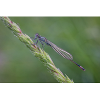 DN4A6088_DxOklein.jpg (Steffen123)