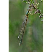 DN4A1292_DxO-klein.jpg (Steffen123)