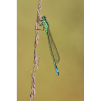 DN4A9781_DxO-klein.jpg (Steffen123)
