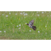 DN4A2612_DxOklein.jpg (Steffen123)