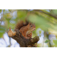 Ein Eichhörnchen
(Steffen123) DN4A8338_DxOklein.jpg (Steffen123)