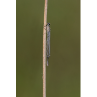 DN4A4020_DxOklein.jpg (Steffen123)