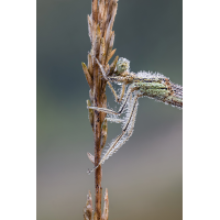 Blaue Federlibelle
(Steffen123) 28 b+c_DxO klein.jpg (Steffen123)