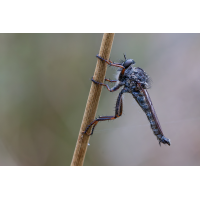 DN4A3050_DxO klein.jpg (Steffen123)