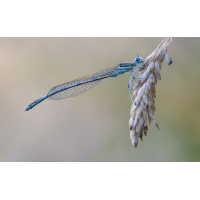 Blaue Federlibelle
(Steffen123) stack 23 bilder klein.jpg (Steffen123)