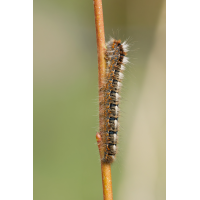 Saisonstart!
(Steffen123) 3C3A0731_DxO klein.jpg (Steffen123)