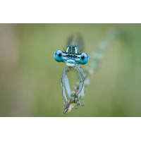 Die Blaue Federlibelle
(Steffen123) 3C3A3950_DxOklein.jpg (Steffen123)