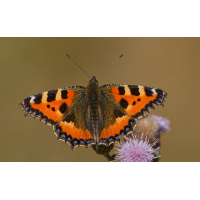 Der Kleine Fuchs
(Steffen123) 3C3A4983_DxOklein.jpg (Steffen123)